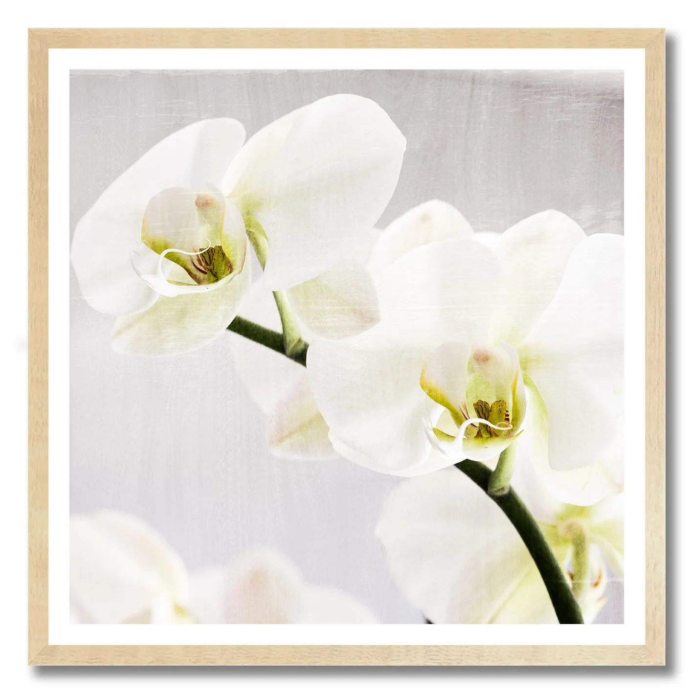 fine art photograph of white orchids with soft natural light and texture