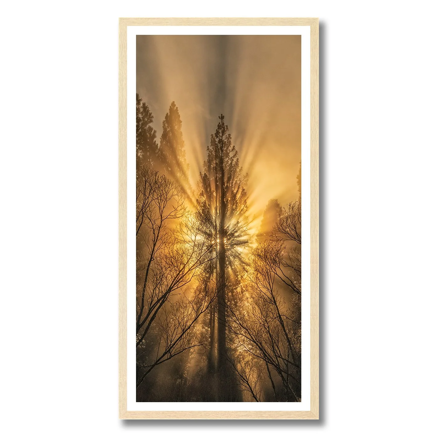 Sun rays bursting through tall pine tree in misty forest photograph