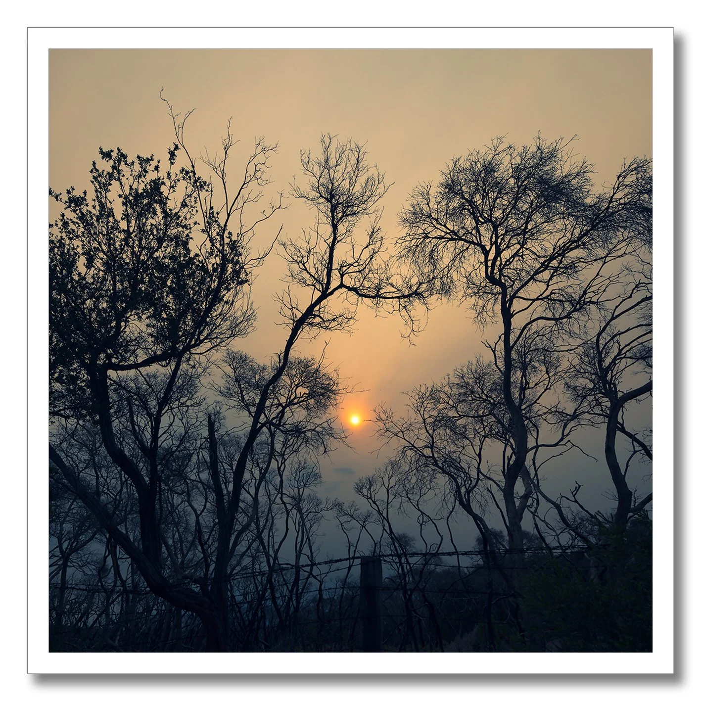sun glowing through smoke and trees at point nepean national park