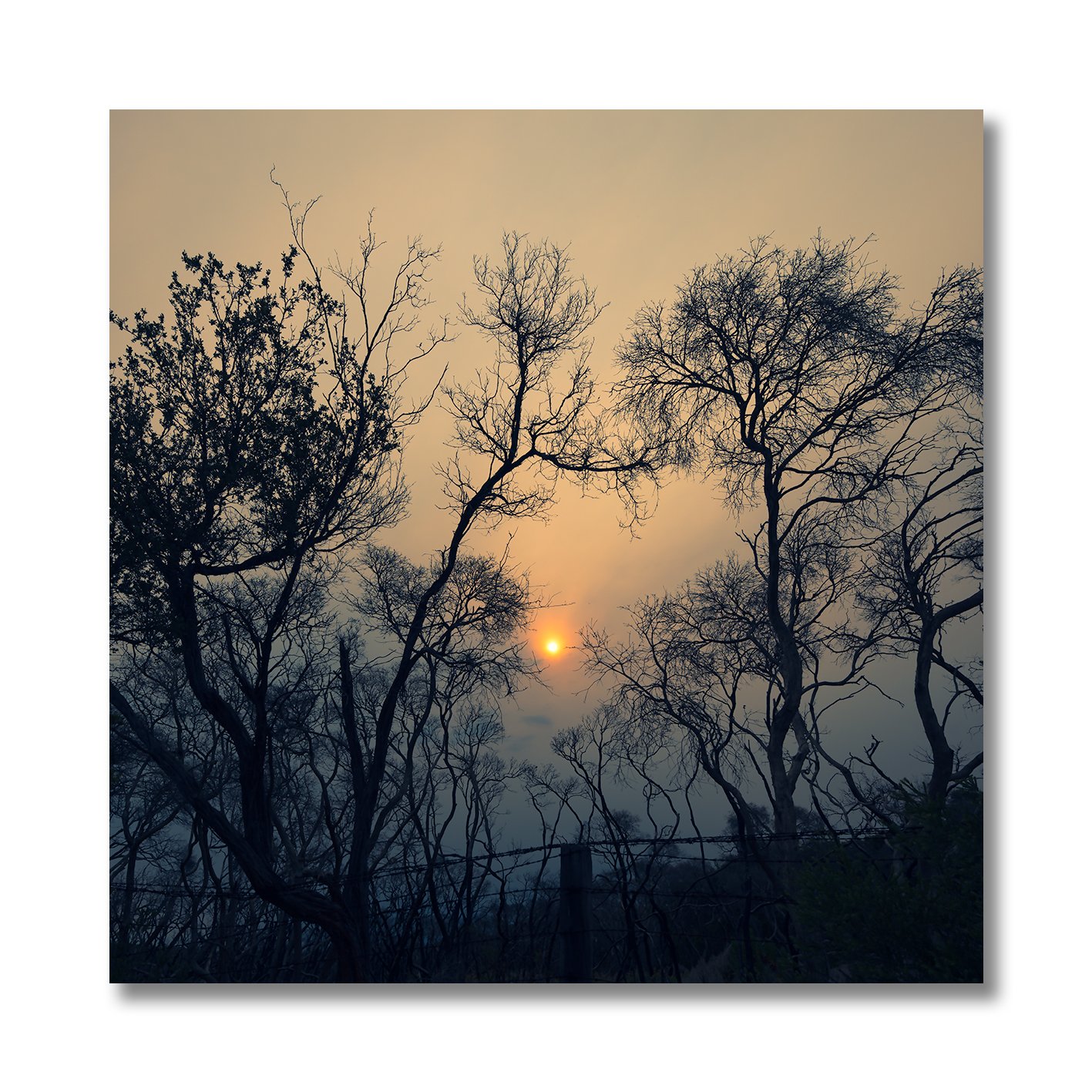 sun glowing through smoke and trees at point nepean national park