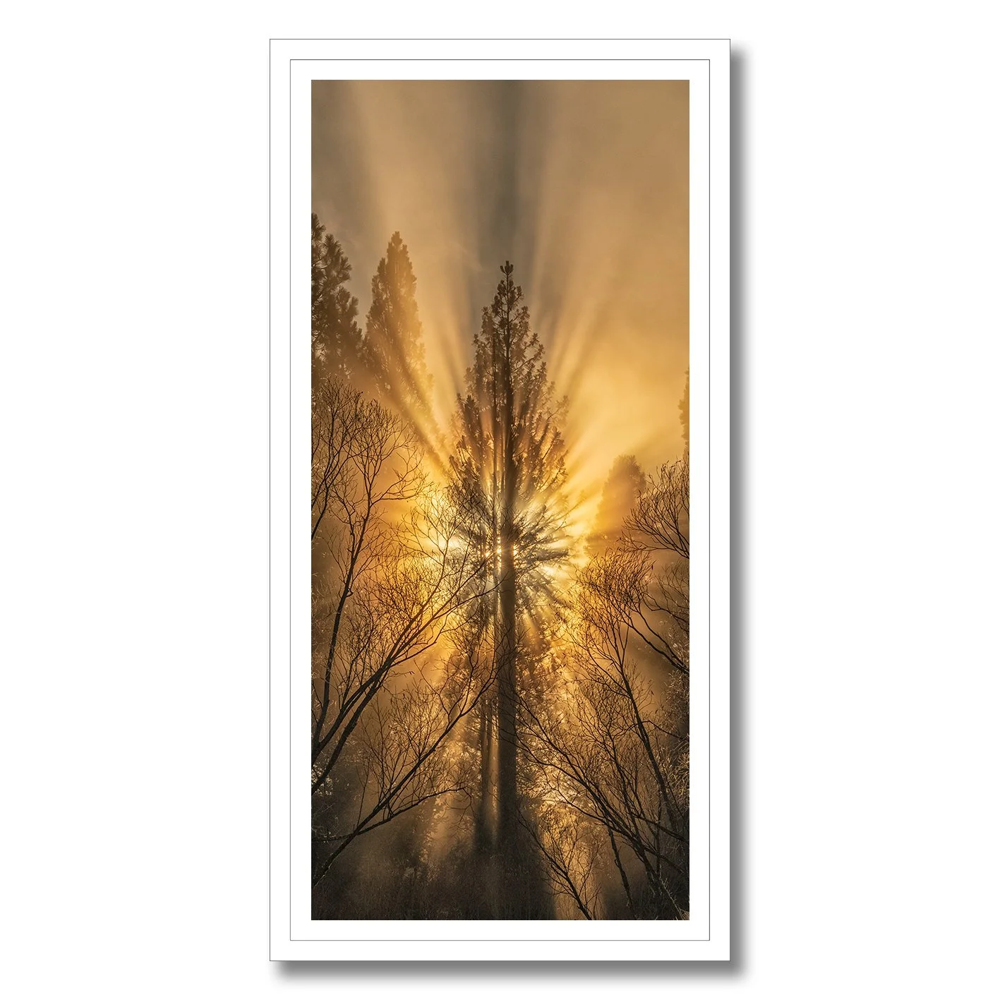 Sun rays bursting through tall pine tree in misty forest photograph