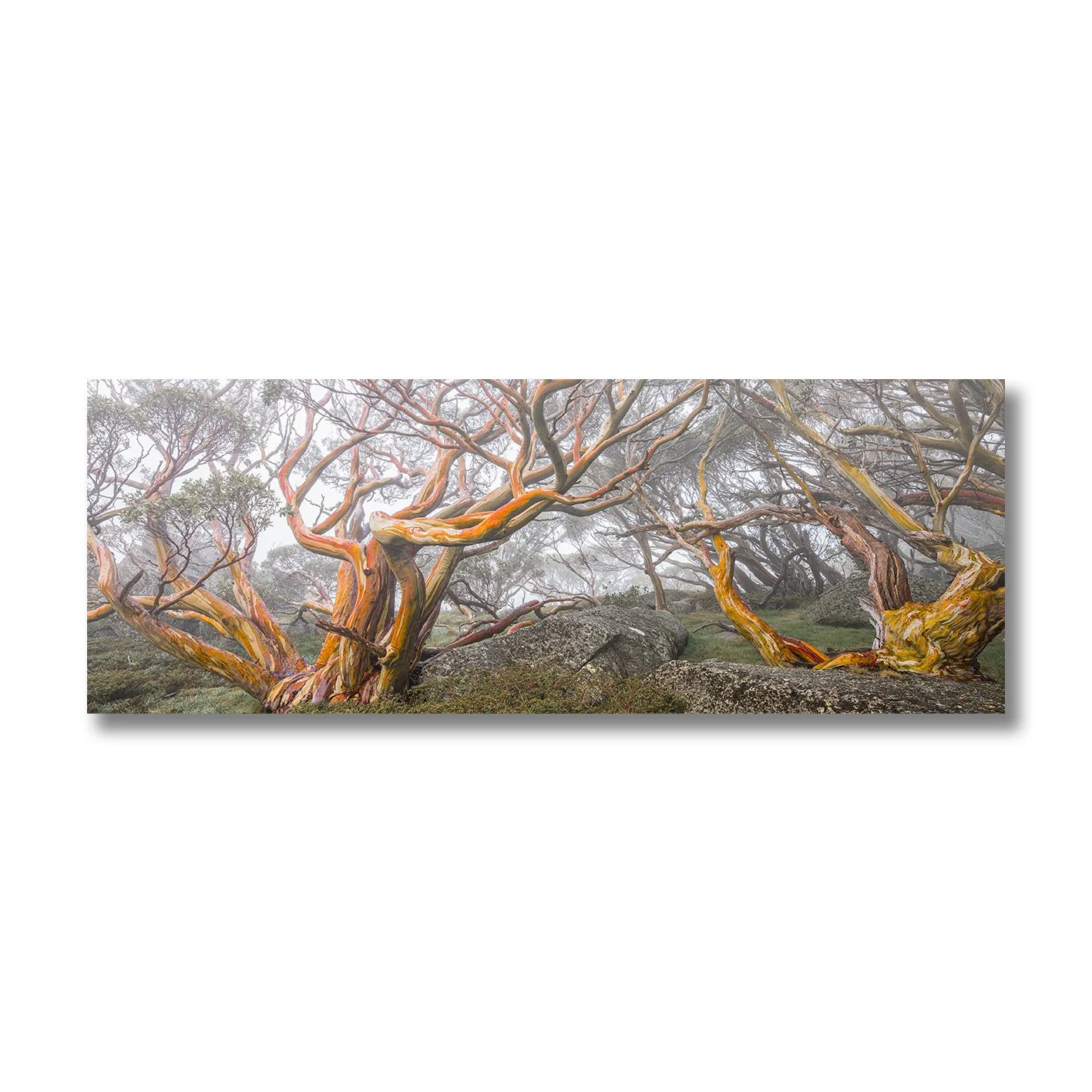 fine art photograph of snow gums in mist along dead horse gap track snowy mountains nsw