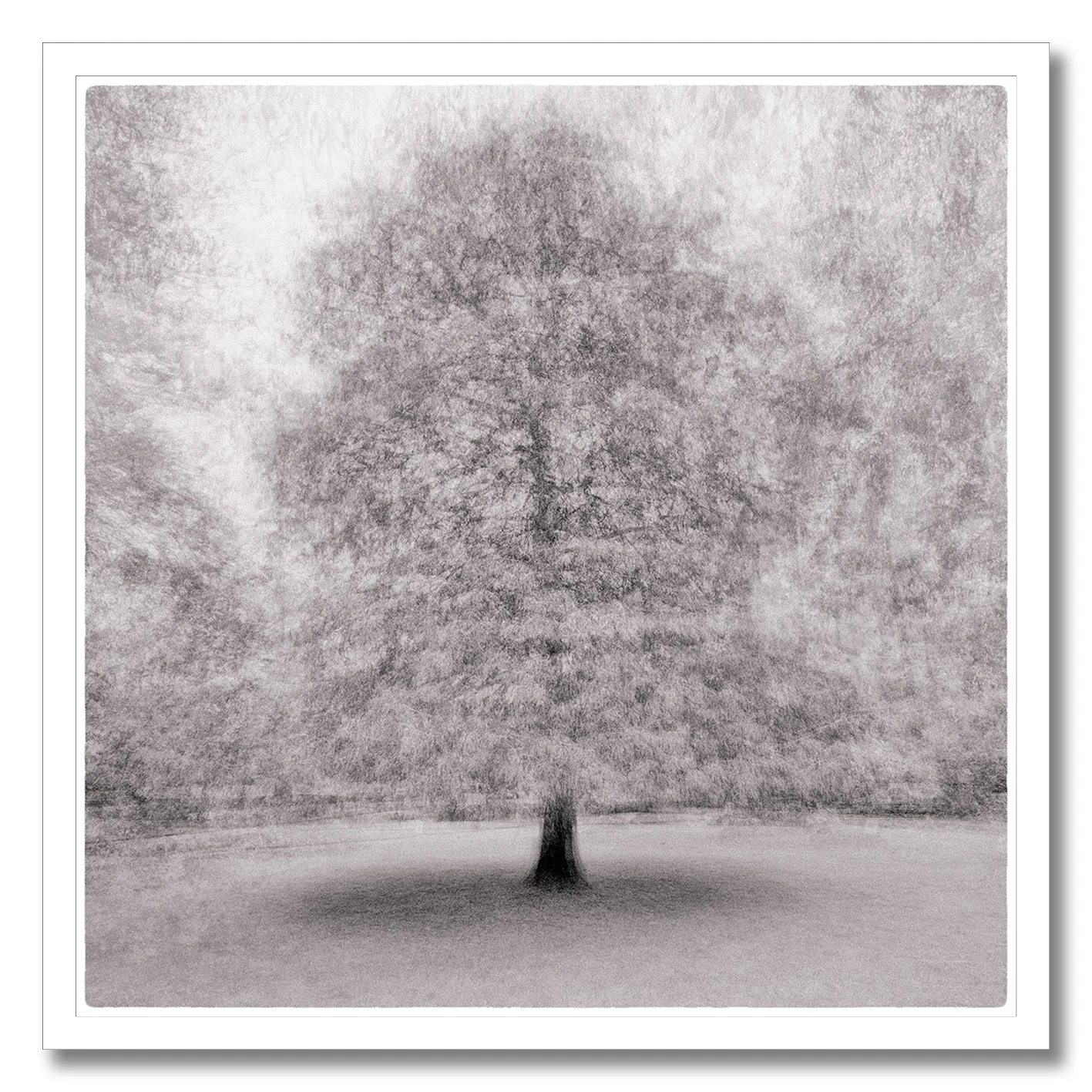 Dreamlike monochrome photograph of a solitary tree with soft layered movement