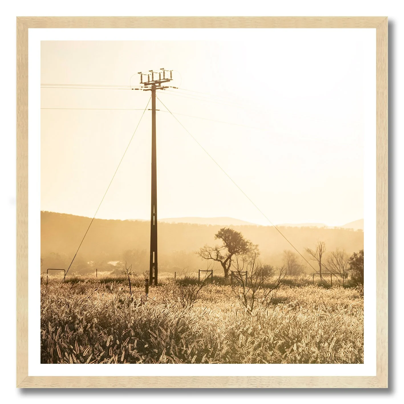 Golden photograph of Australian outback grass plains with telegraph pole and trees