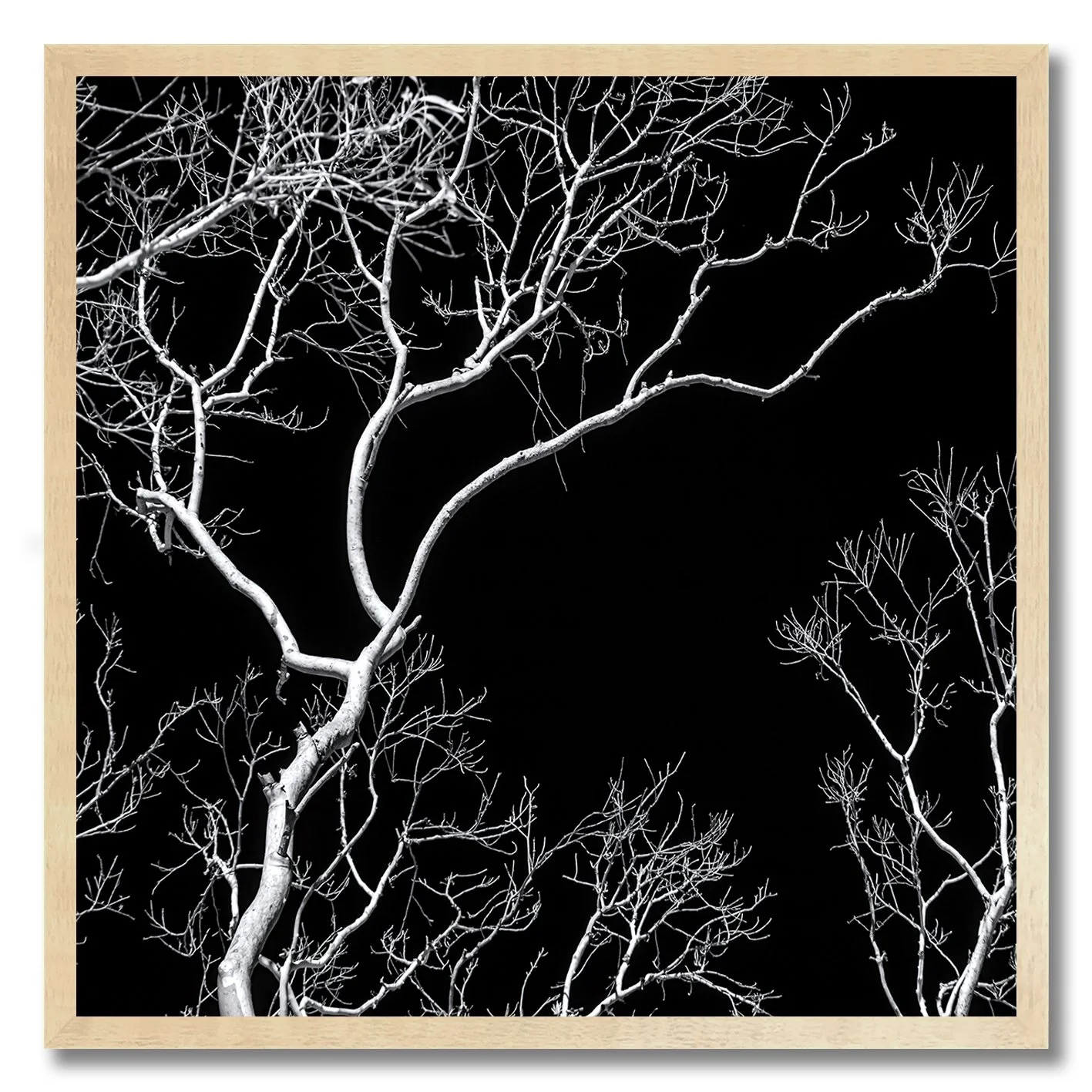 Black and white photograph of bare tree branches against a dark night sky