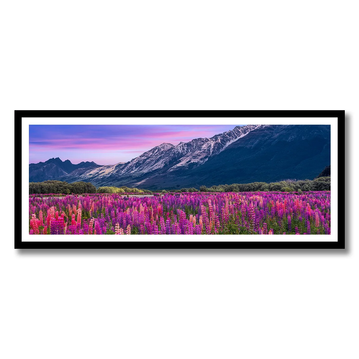 fine art photograph of lupin flowers in bloom with snow covered mountains in new zealand