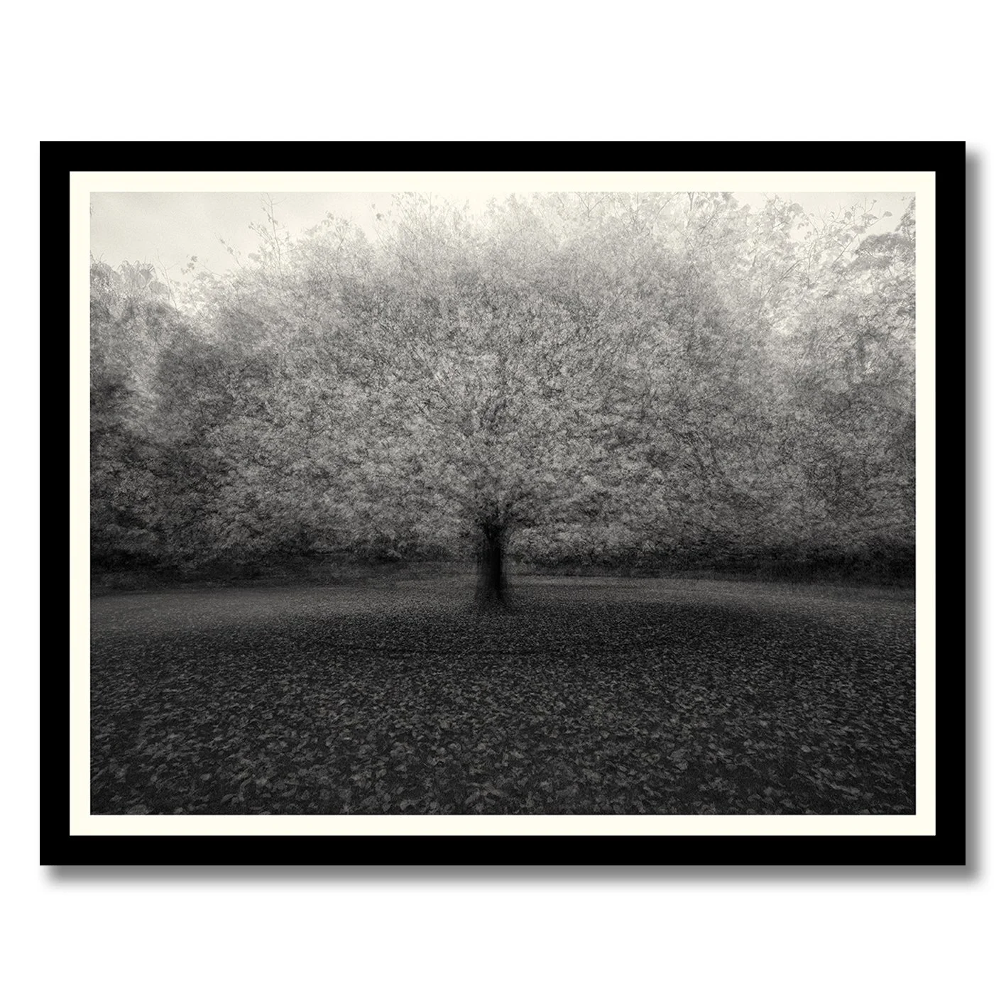 Black and white multiple exposure tree photograph with soft atmospheric motion