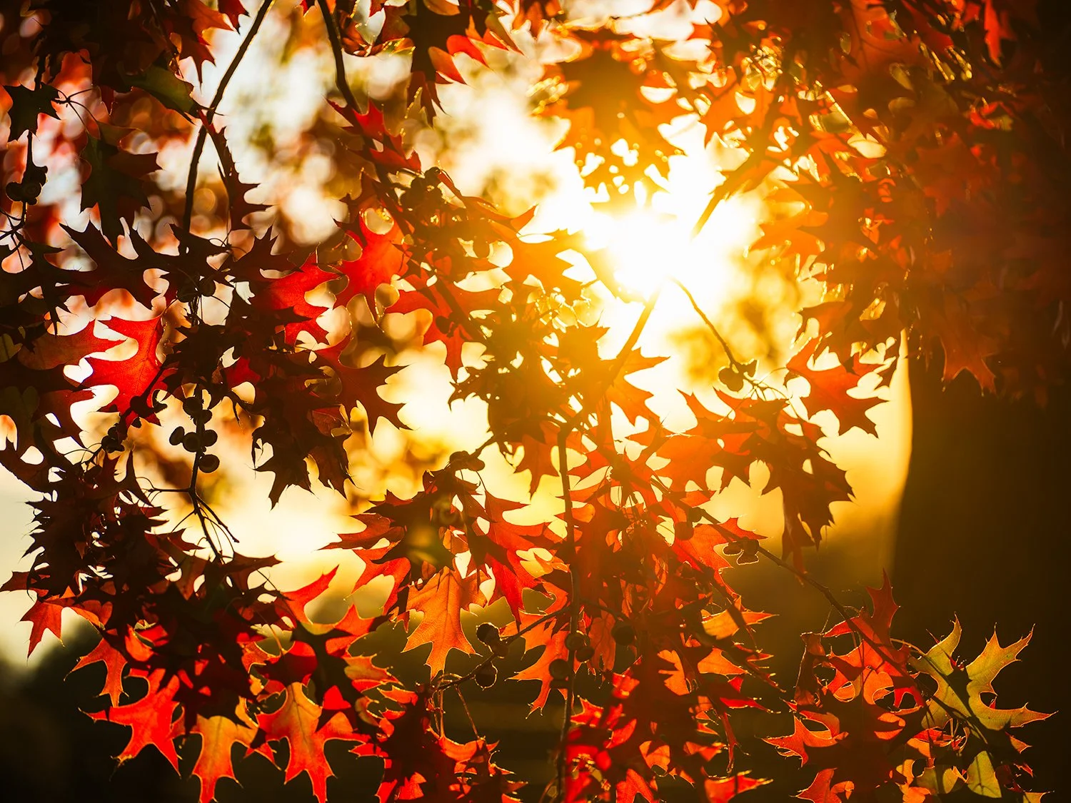 sunlight filtering through trees