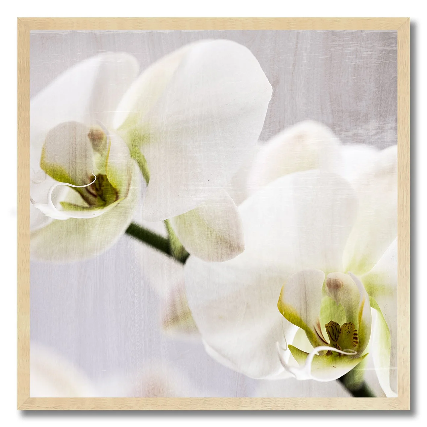 fine art photograph of white orchid flowers in soft natural light