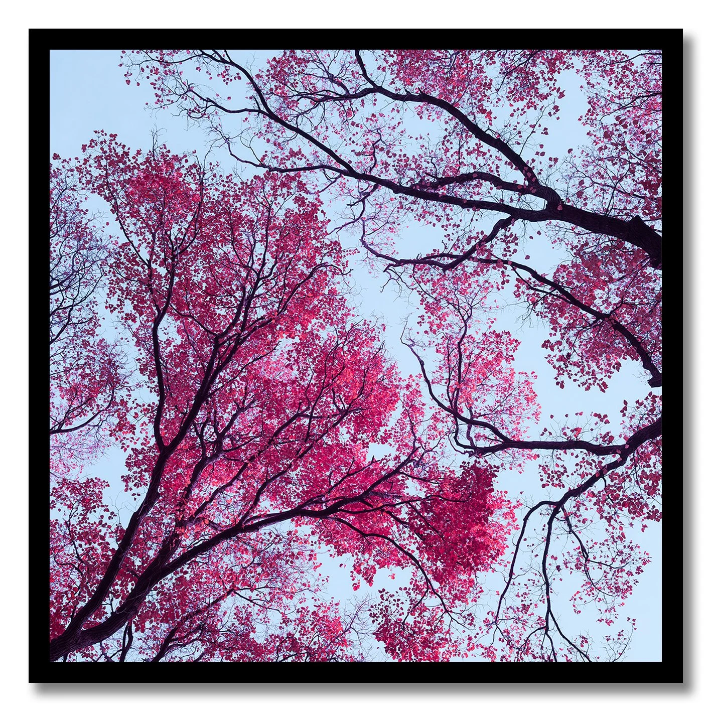 fine art photograph of pink and magenta tree canopy against pale sky