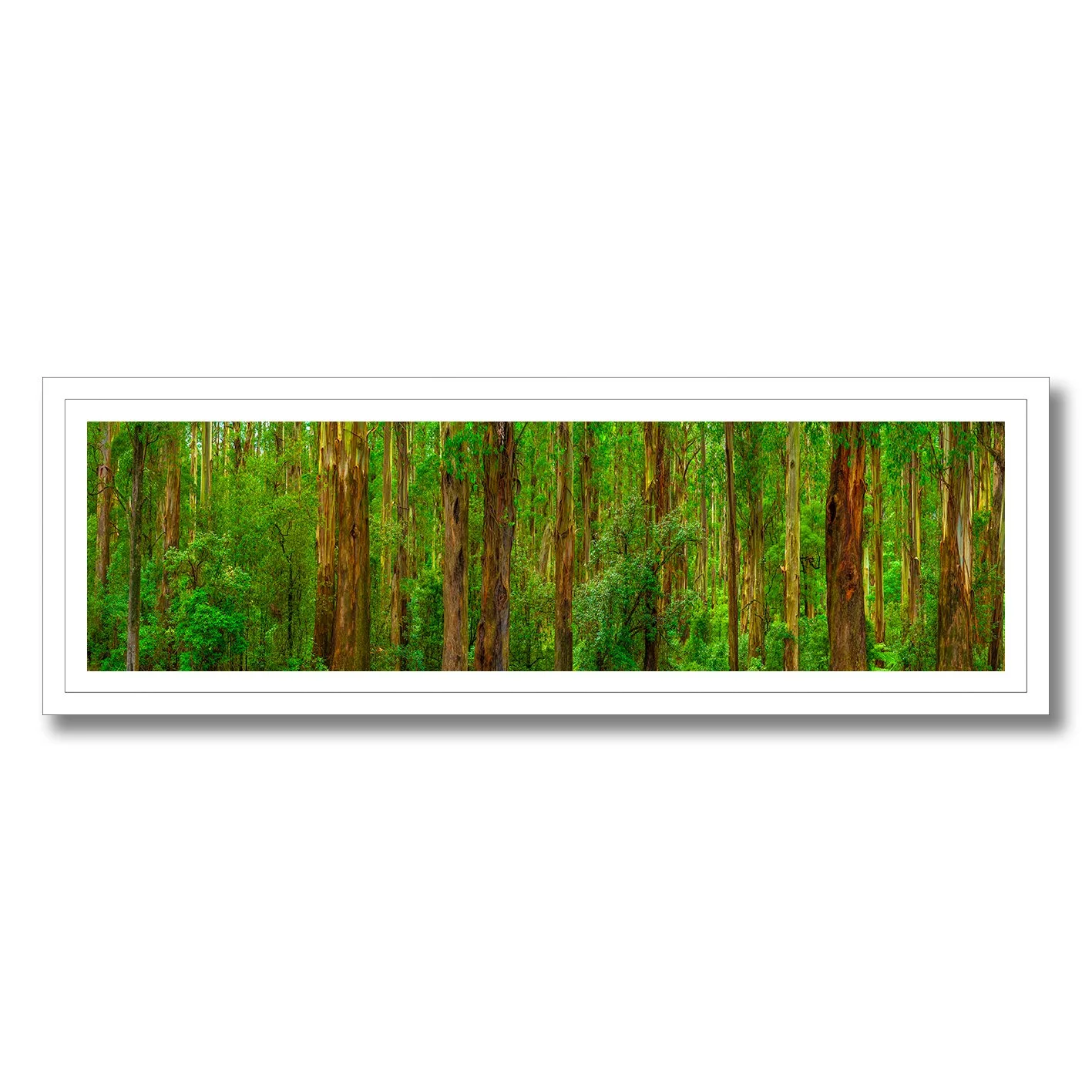photograph of tall mountain ash trees in the dandenong ranges forest
