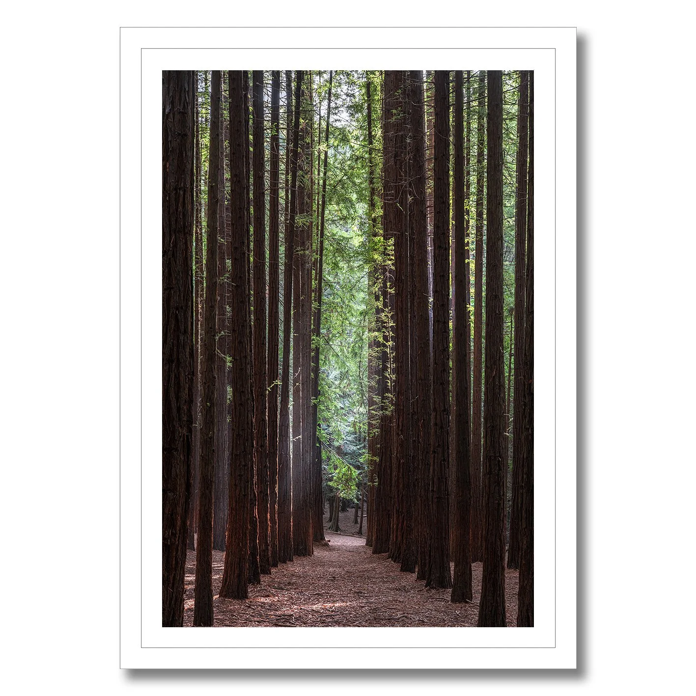 Redwood forest photograph with tall straight trees and central pathway