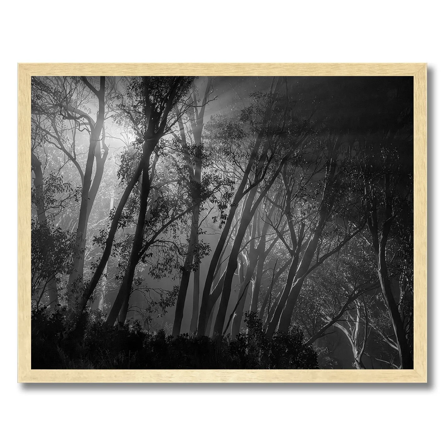 Black and white forest photograph with glowing light beams through trees