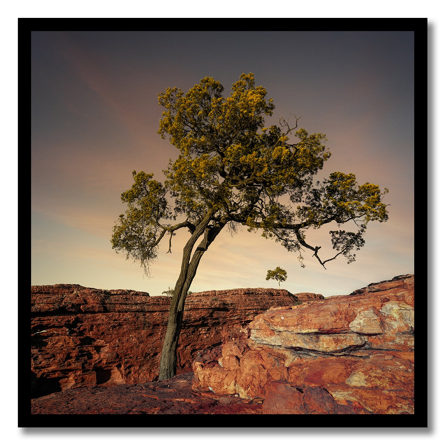fine art photograph of a lone tree growing on red rock at kings canyon northern territory