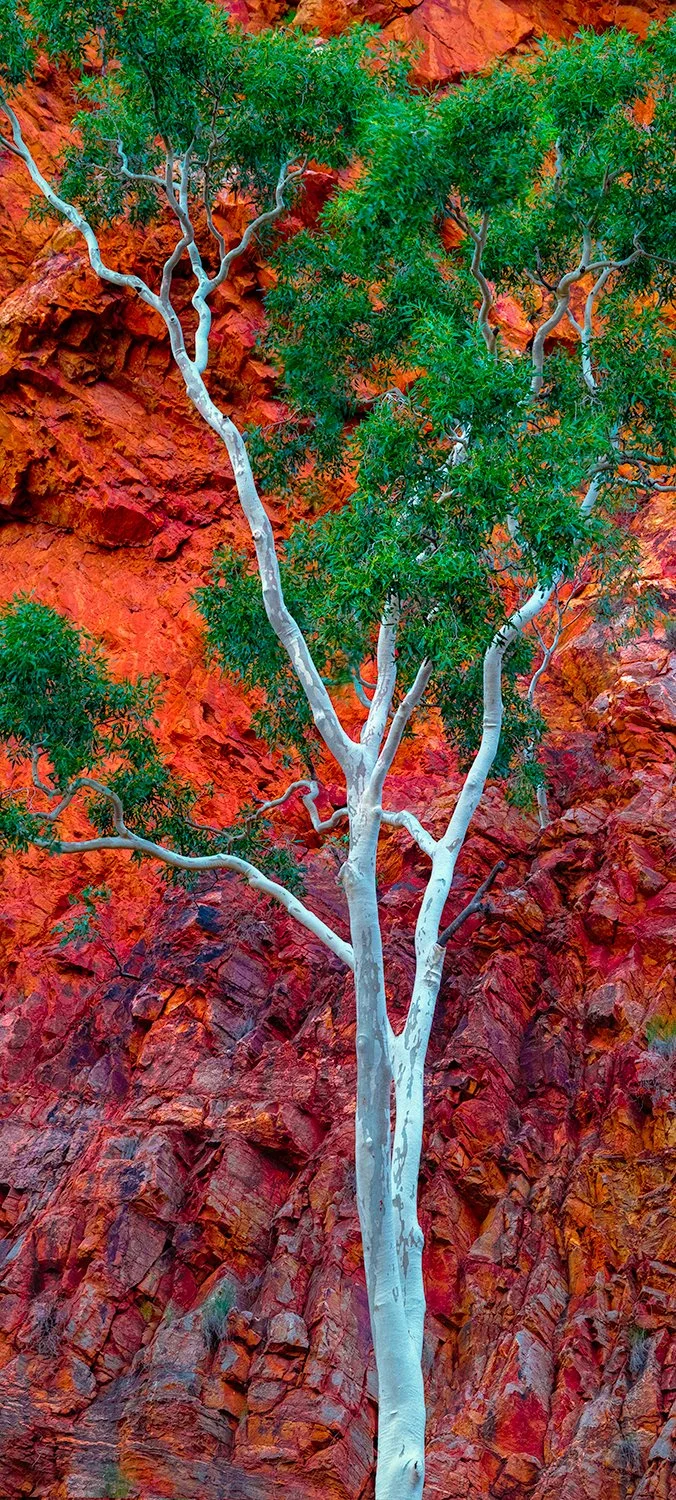 White gum tree against red rock cliffs, Central Australia landscape photograph