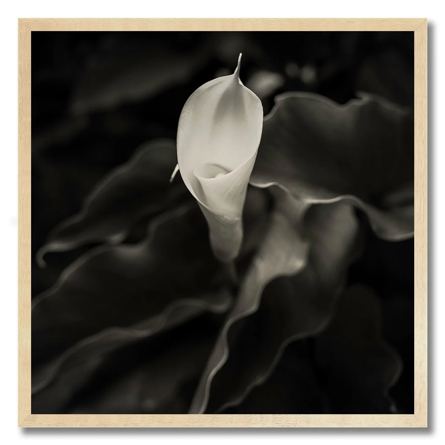 black and white photograph of a single calla lily flower close up