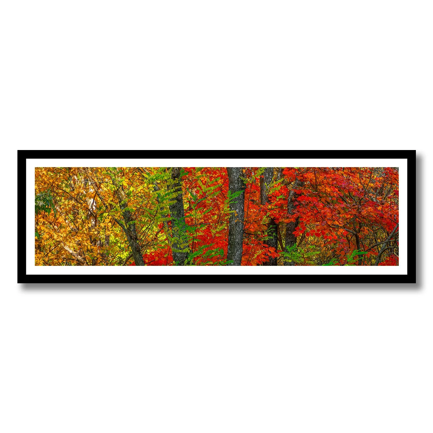 photograph of autumn forest showing vivid red gold and green leaves