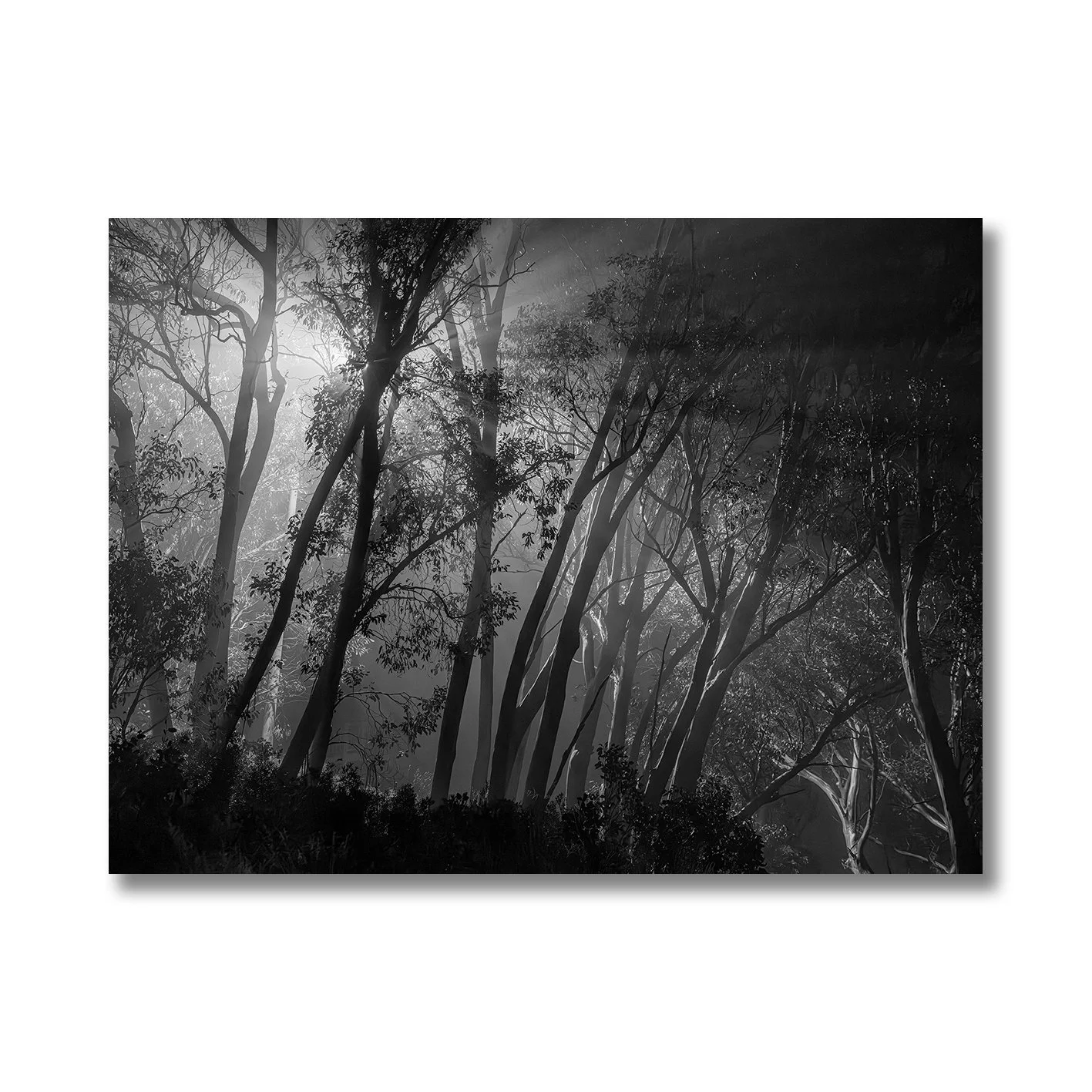 Black and white forest photograph with glowing light beams through trees