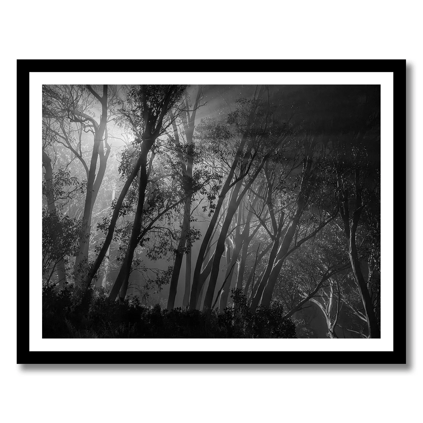 Black and white forest photograph with glowing light beams through trees
