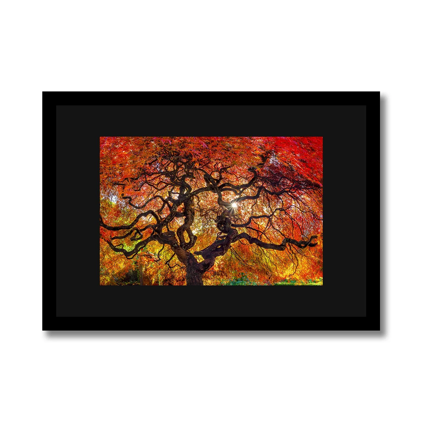 Fine art photograph of Japanese maple tree with glowing red autumn leaves
