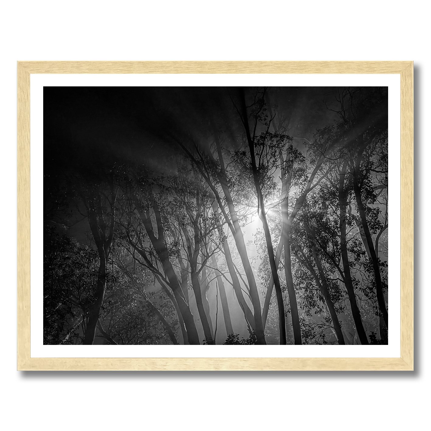 Black and white forest photograph with bright light through misty trees
