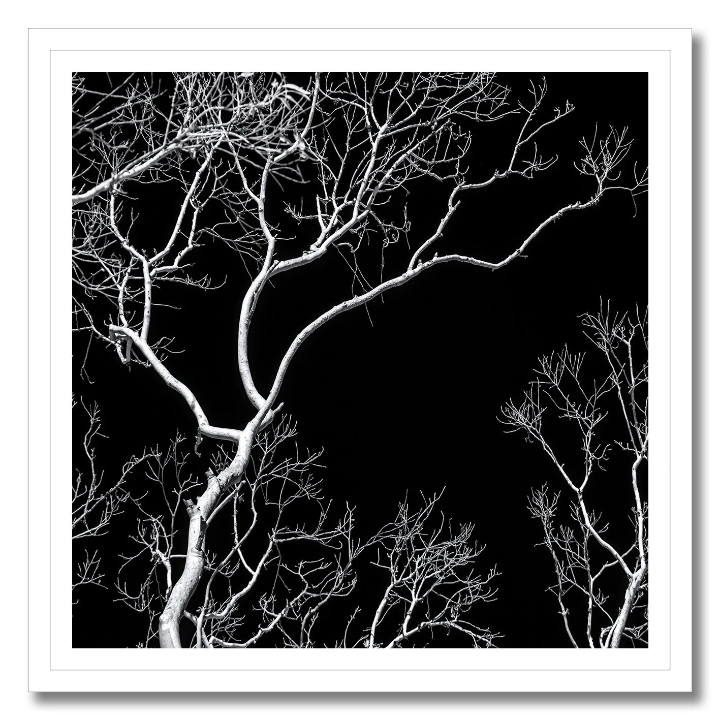 Black and white photograph of bare tree branches against a dark night sky