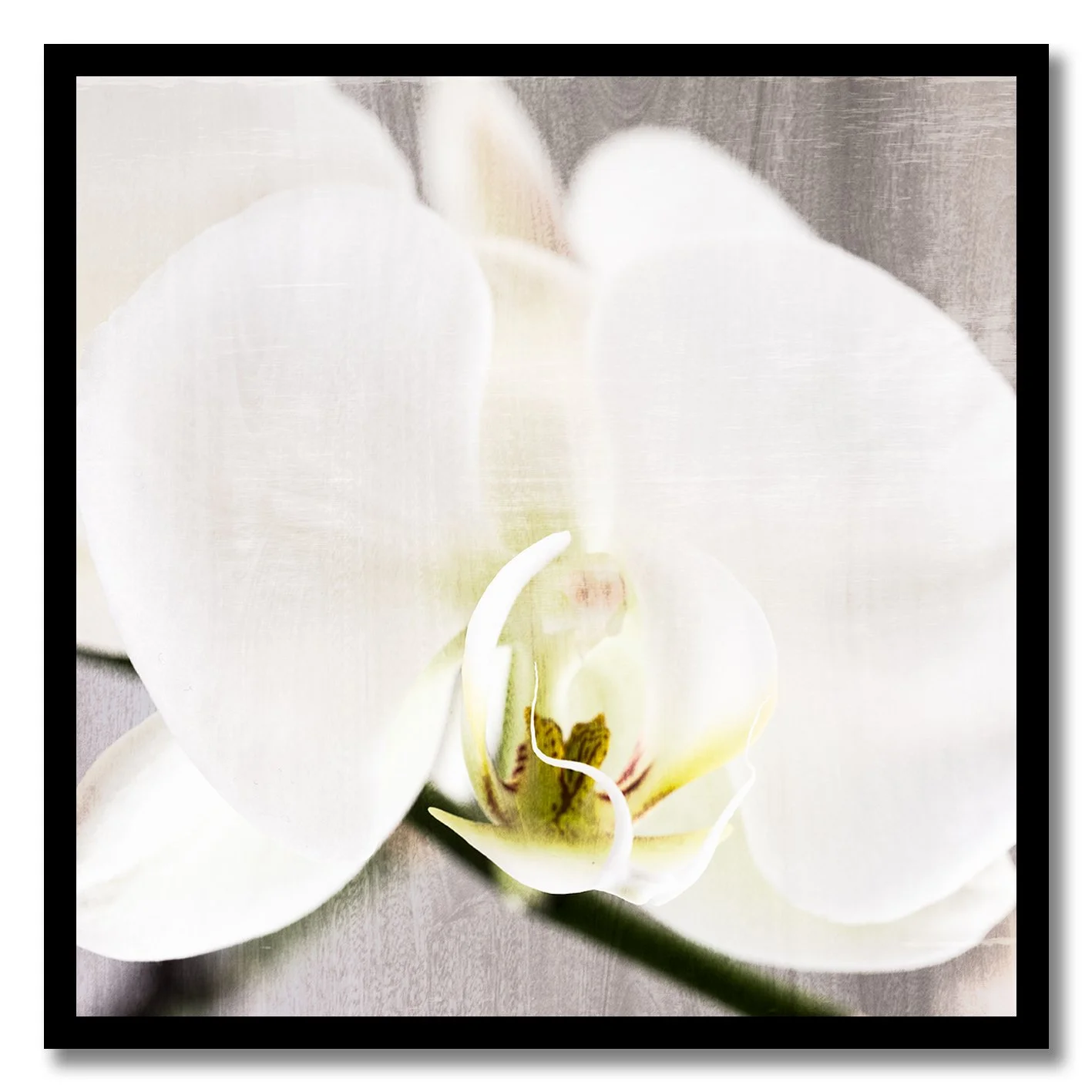 fine art photograph of white orchid flower with soft textured light