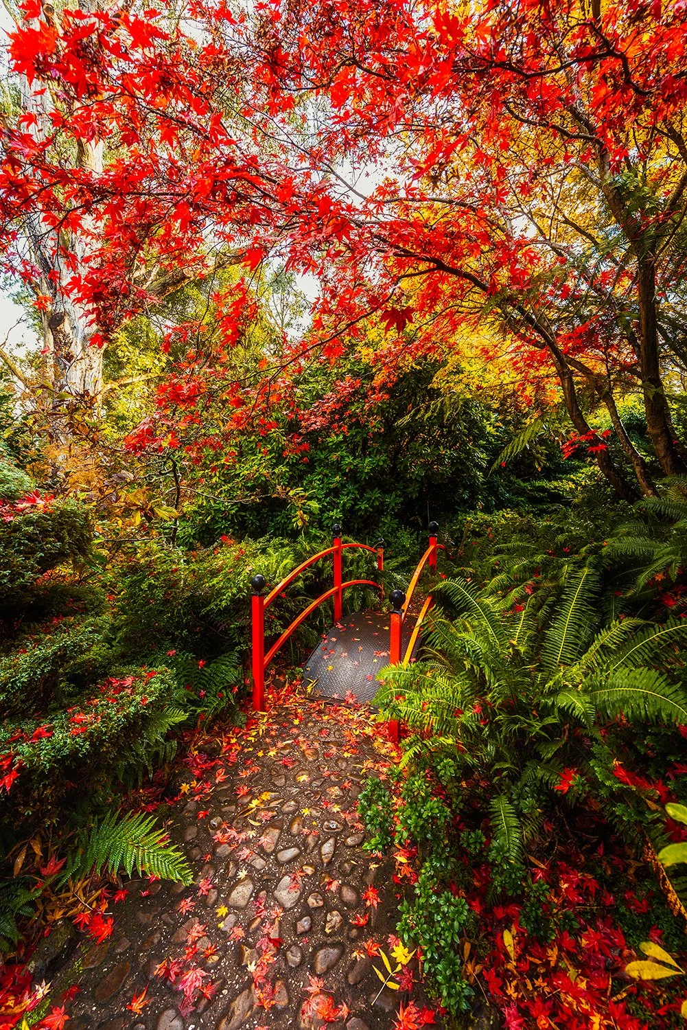 Japanese garden with red maple leaves and bridge, autumn landscape photograph