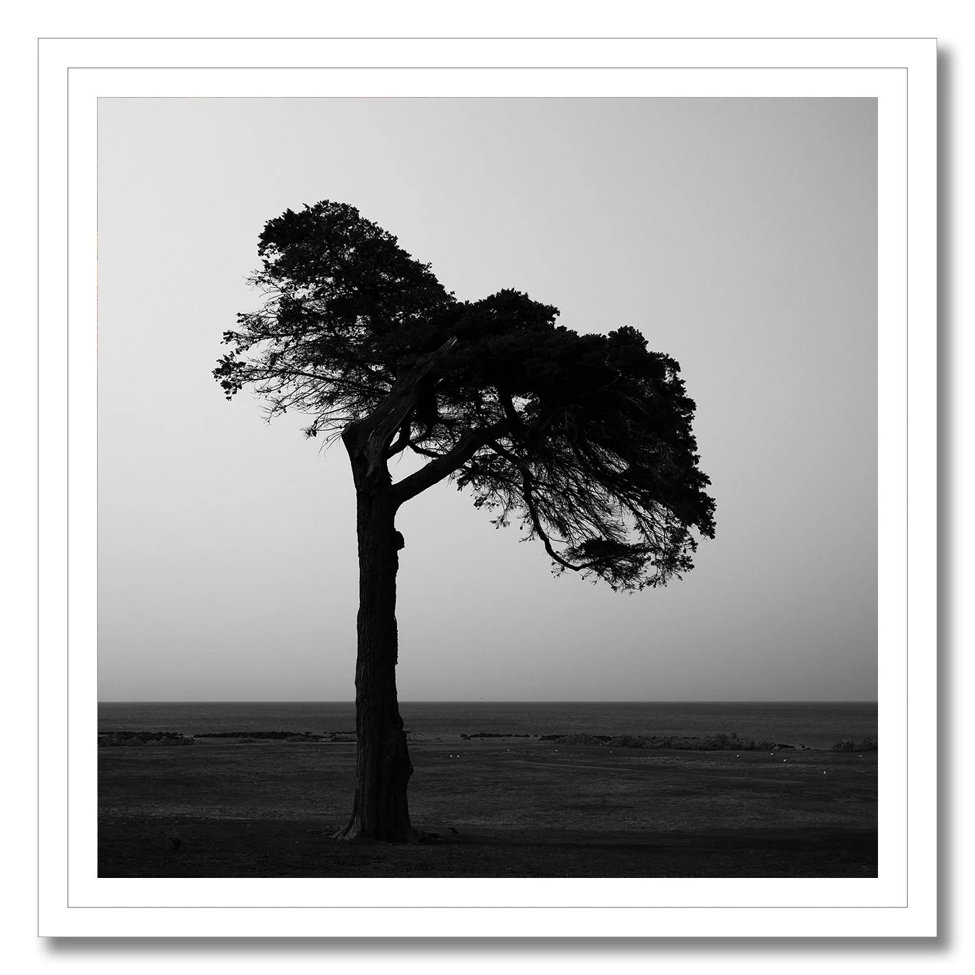 black and white photograph of lone coastal tree in williamstown haze