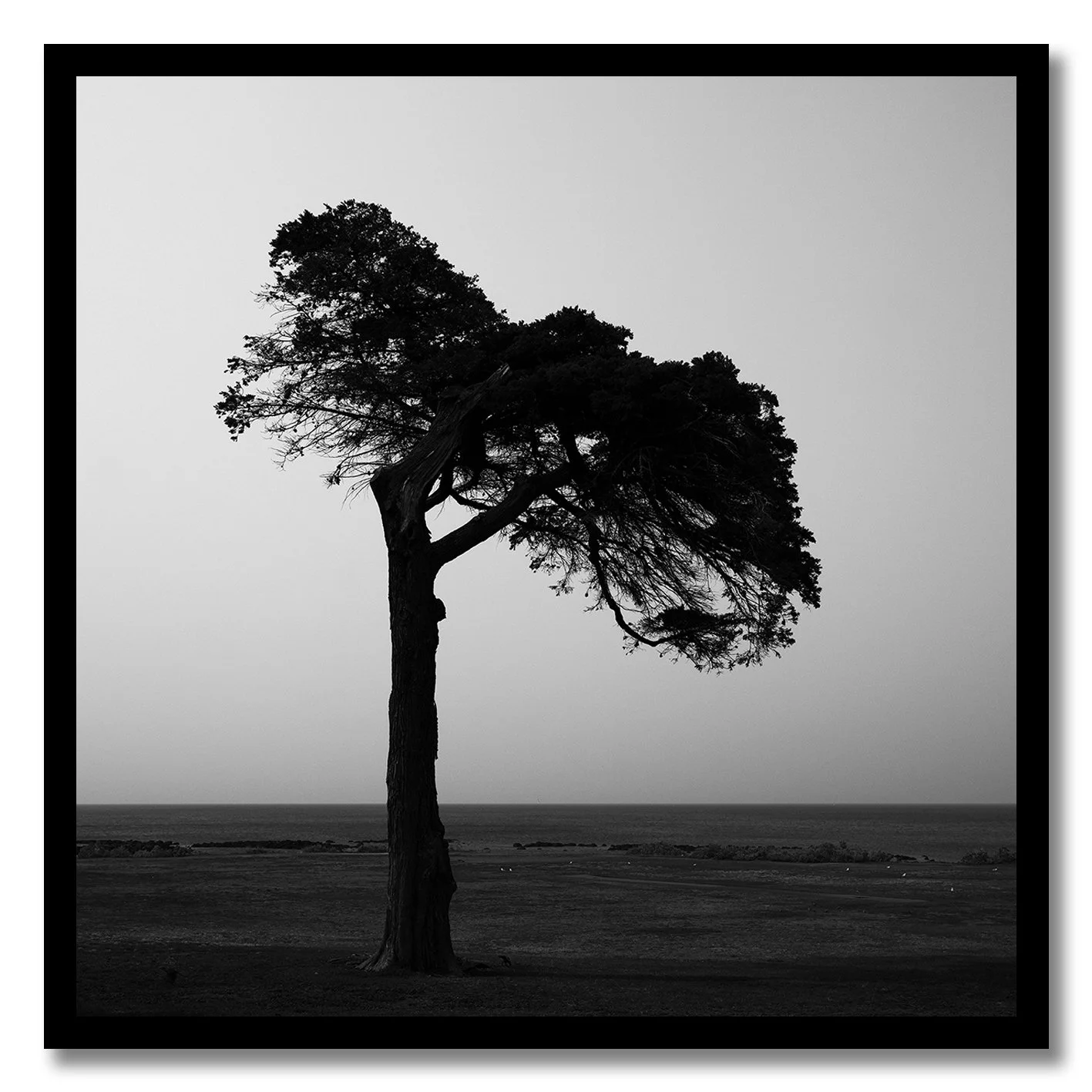 black and white photograph of lone coastal tree in williamstown haze