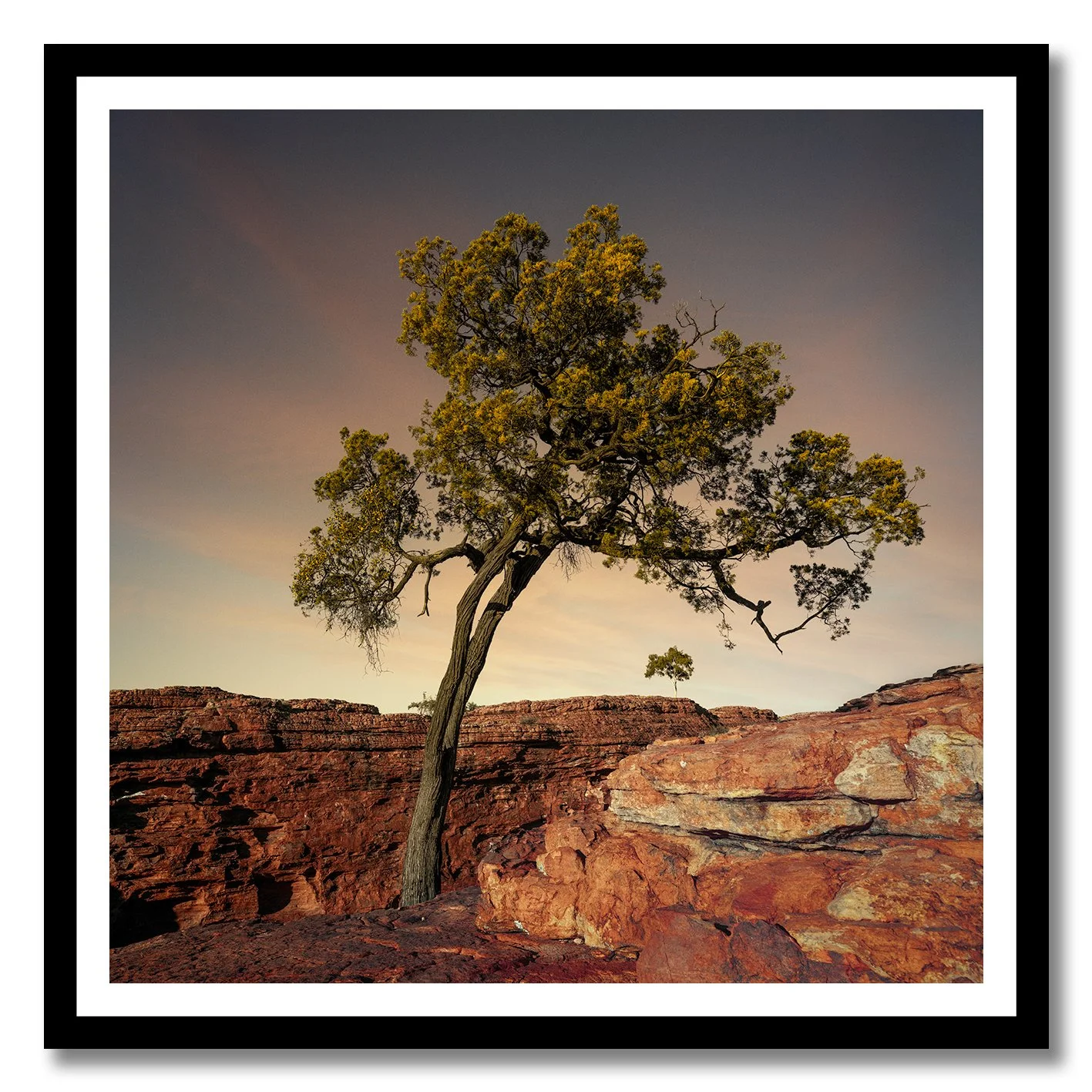 fine art photograph of a lone tree growing on red rock at kings canyon northern territory