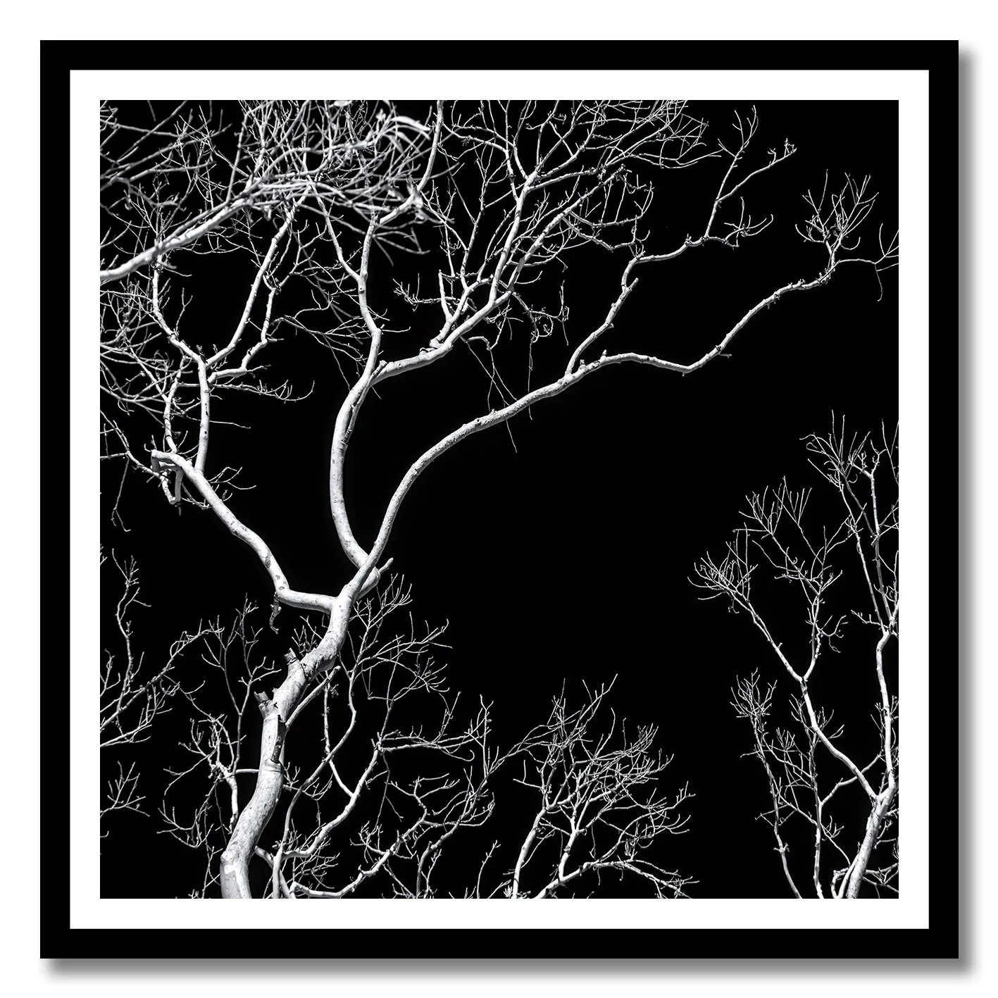 Black and white photograph of bare tree branches against a dark night sky