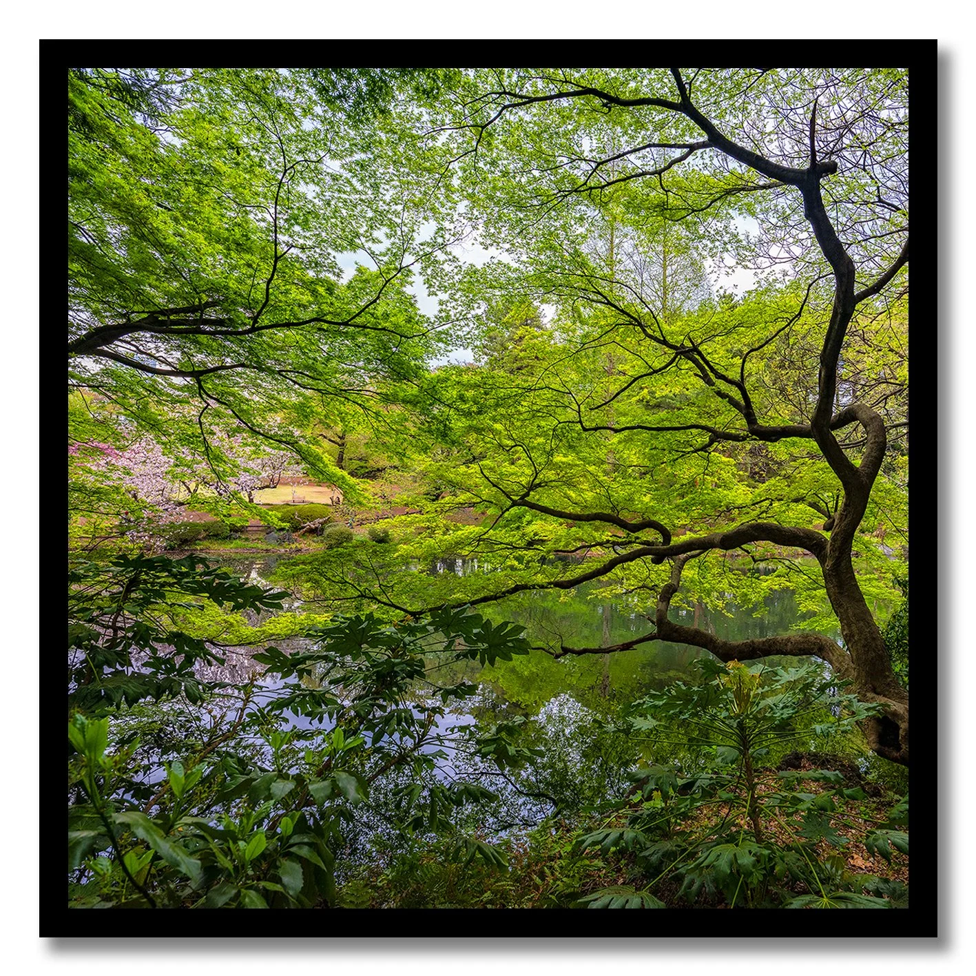 photograph of japanese garden trees and reflections in calm pond