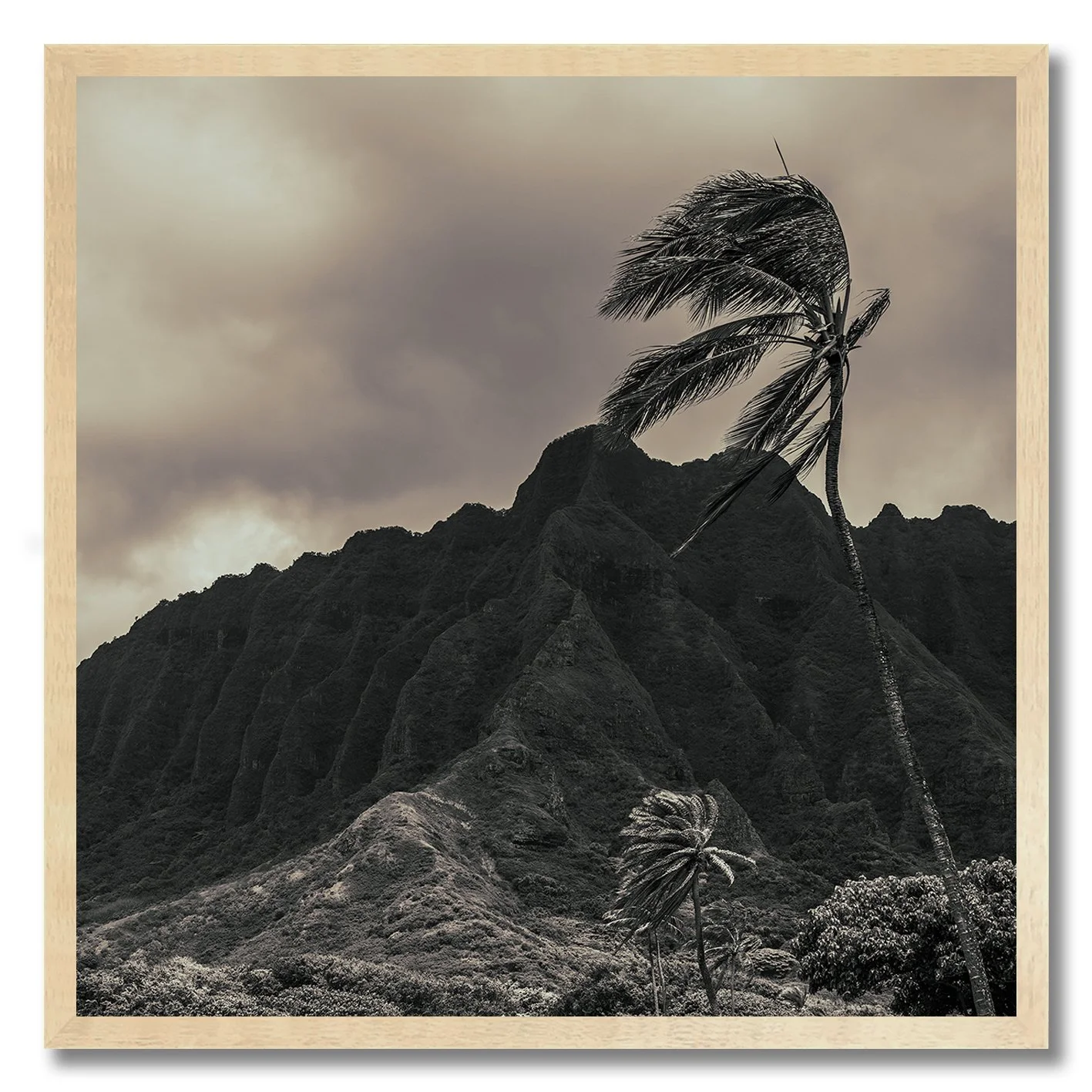 black and white hawaii mountain landscape with palm trees photograph