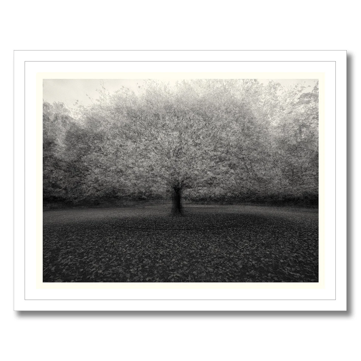Black and white multiple exposure tree photograph with soft atmospheric motion