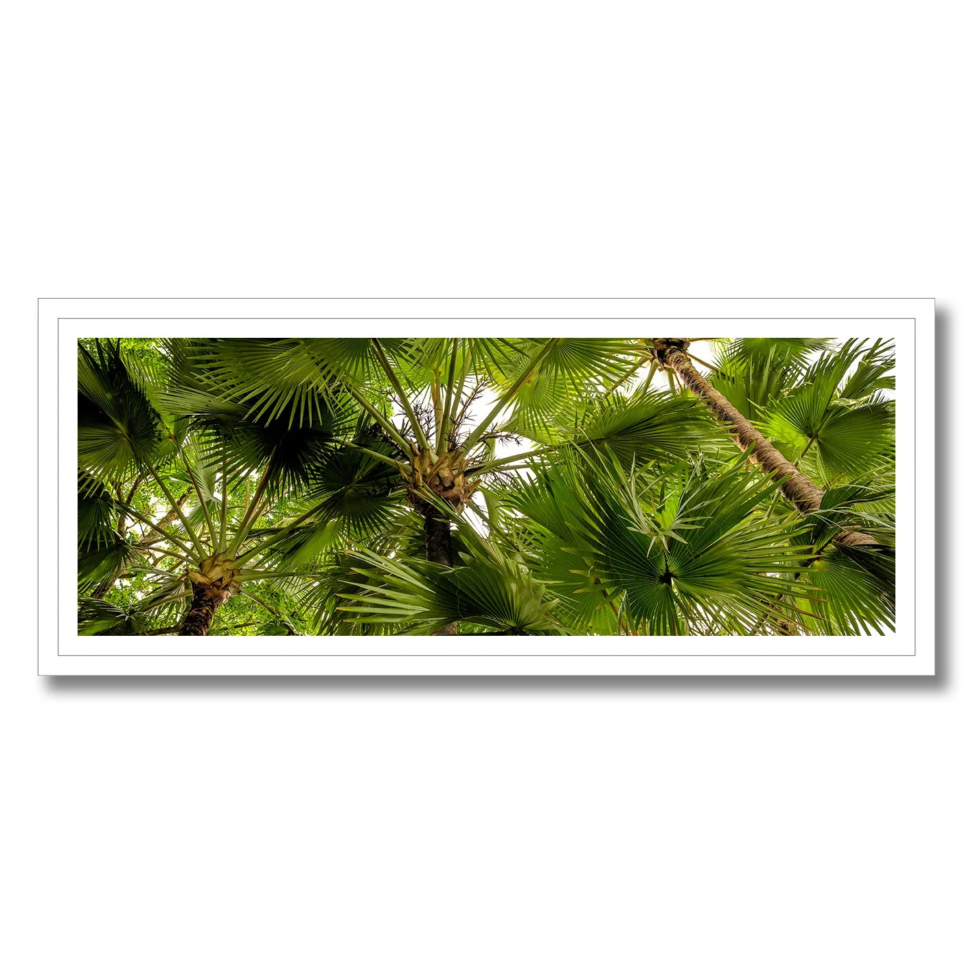 fine art photograph of daintree rainforest canopy in queensland with tropical palm leaves
