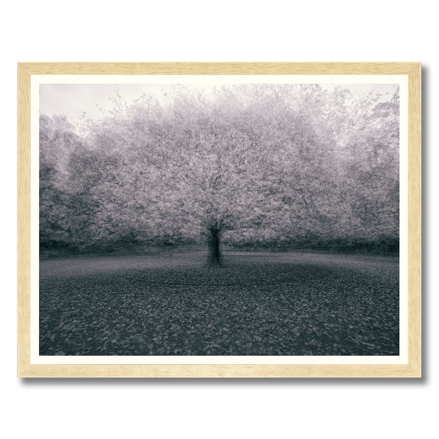 Monochromatic multiple exposure tree photograph with soft atmospheric motion