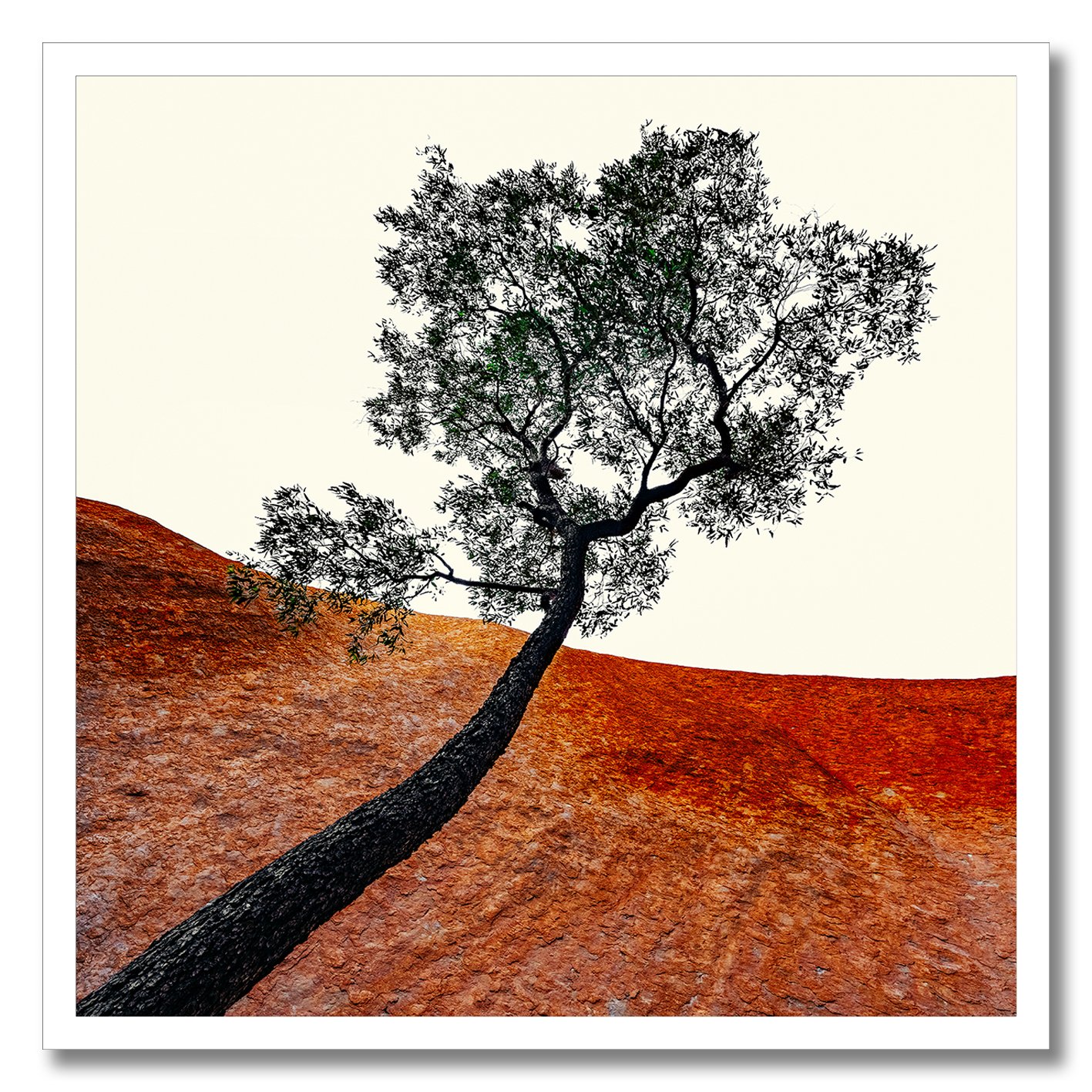 fine art photograph of a single tree growing beside uluru rock formation