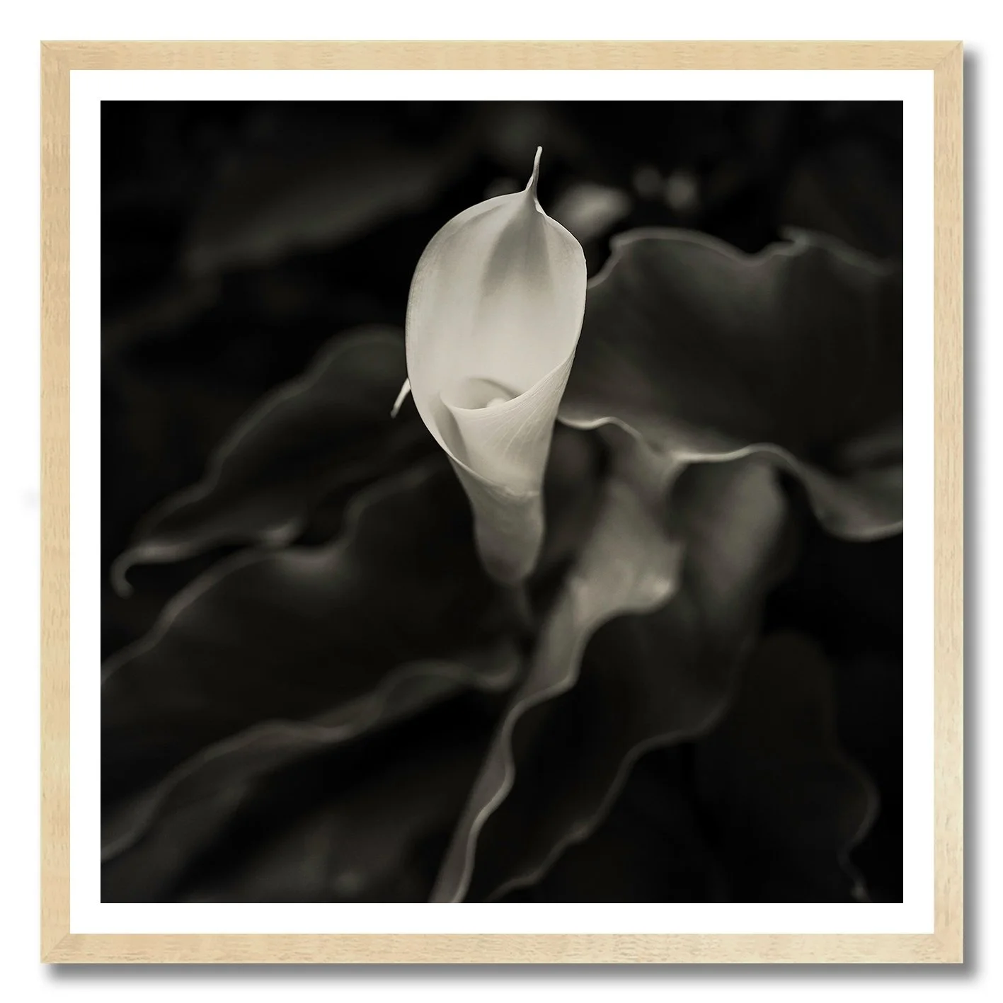 black and white photograph of a single calla lily flower close up