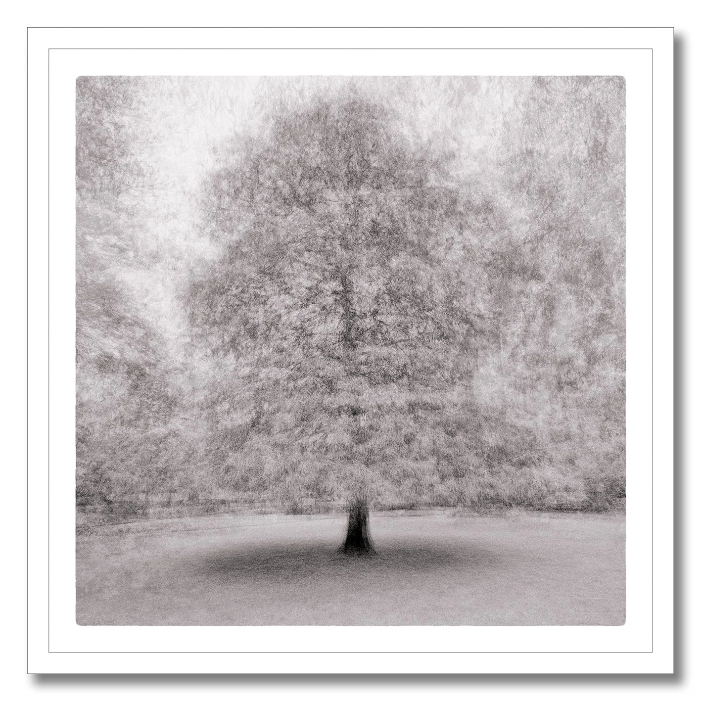 Dreamlike monochrome photograph of a solitary tree with soft layered movement