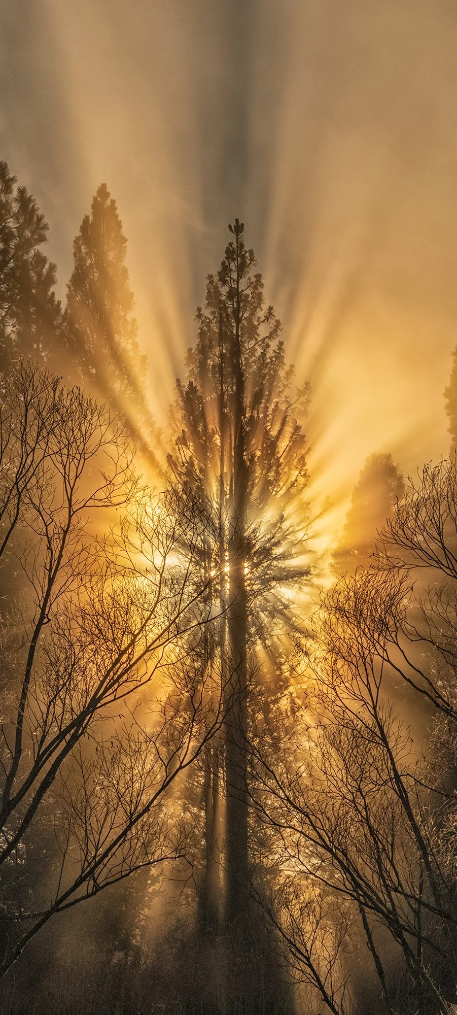 Sun rays through misty forest trees creating dramatic light beams, landscape photograph