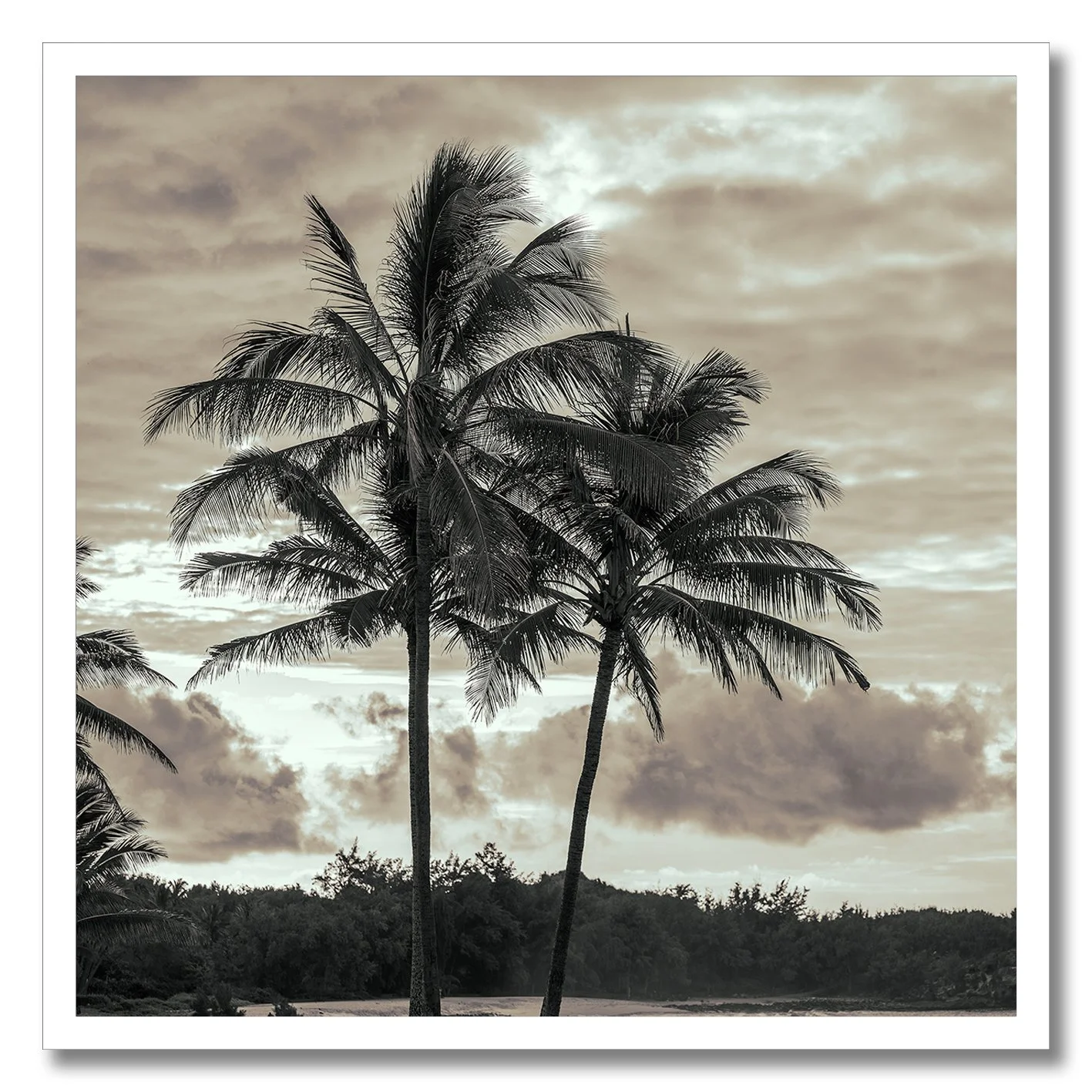 black and white photograph of palm trees and clouds at tropical beach in hawaii