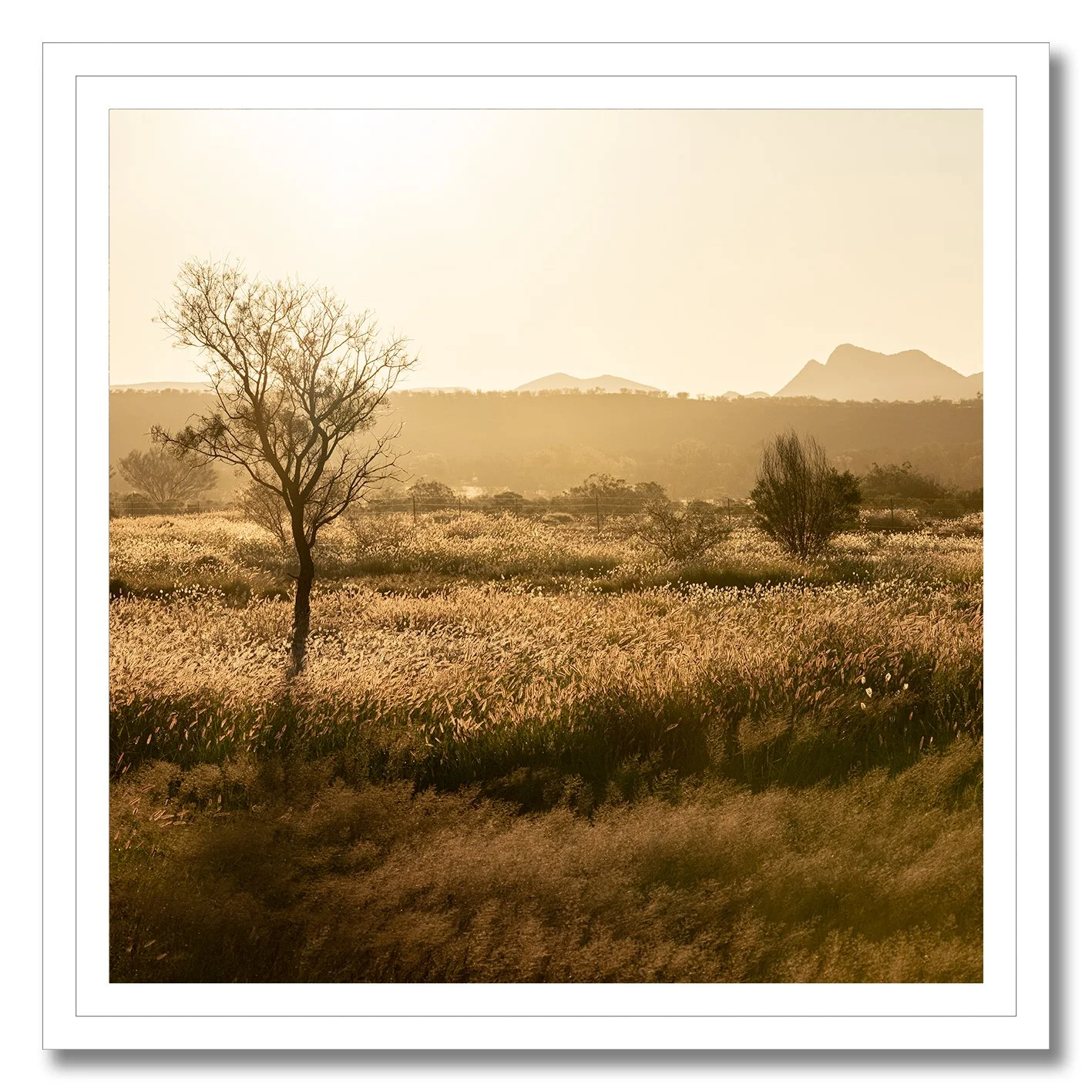 Golden photograph of Australian outback grass plains with two trees and distant hills