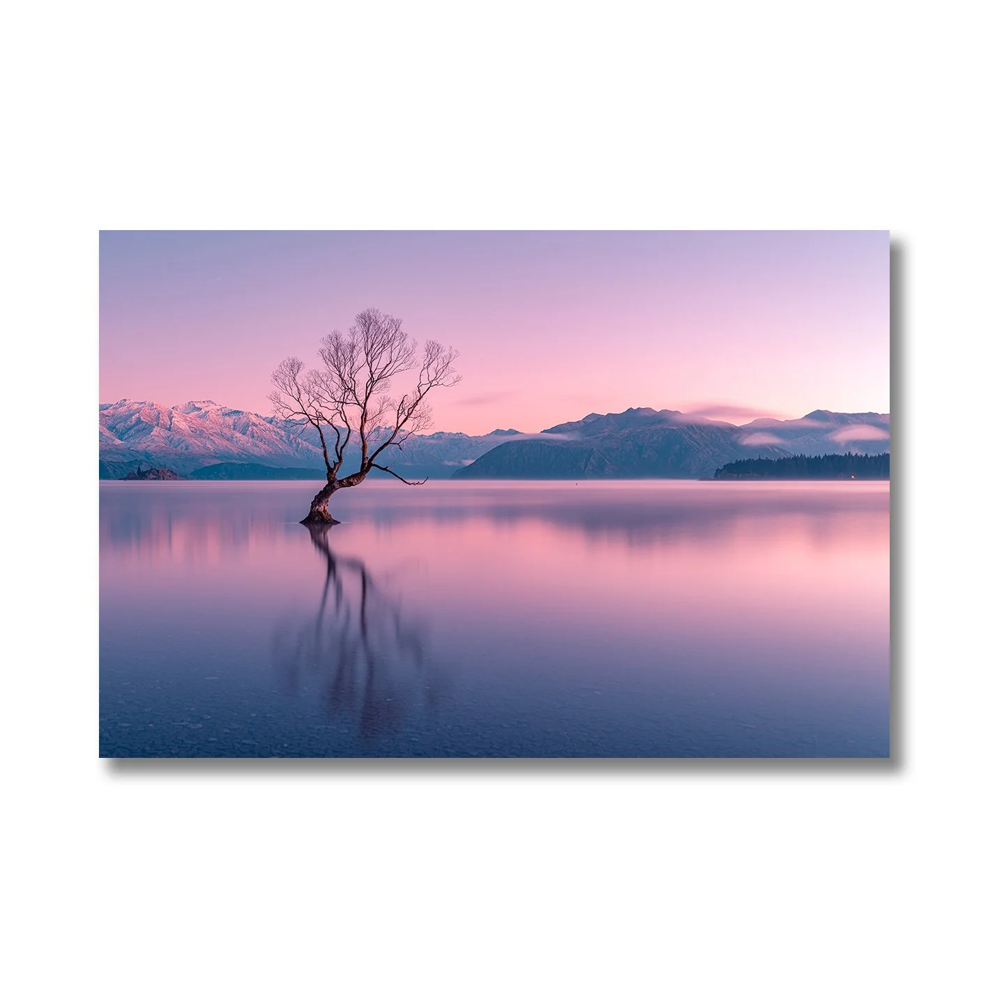Photograph of the Wanaka tree at dawn with pink sky, calm water and mountain reflections