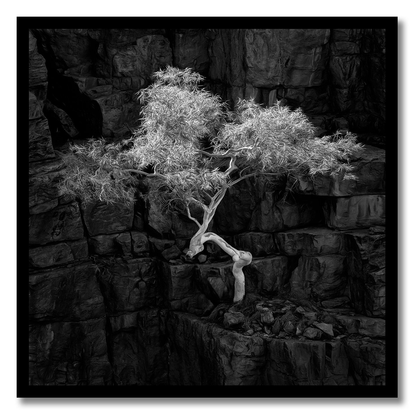 black and white photograph of ghost gum growing on rock face west macdonnell ranges
