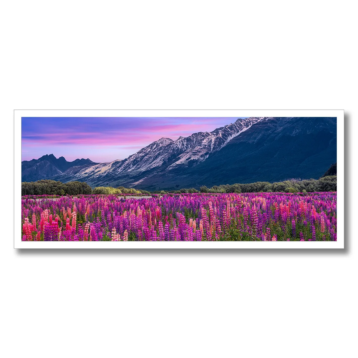 fine art photograph of lupin flowers in bloom with snow covered mountains in new zealand