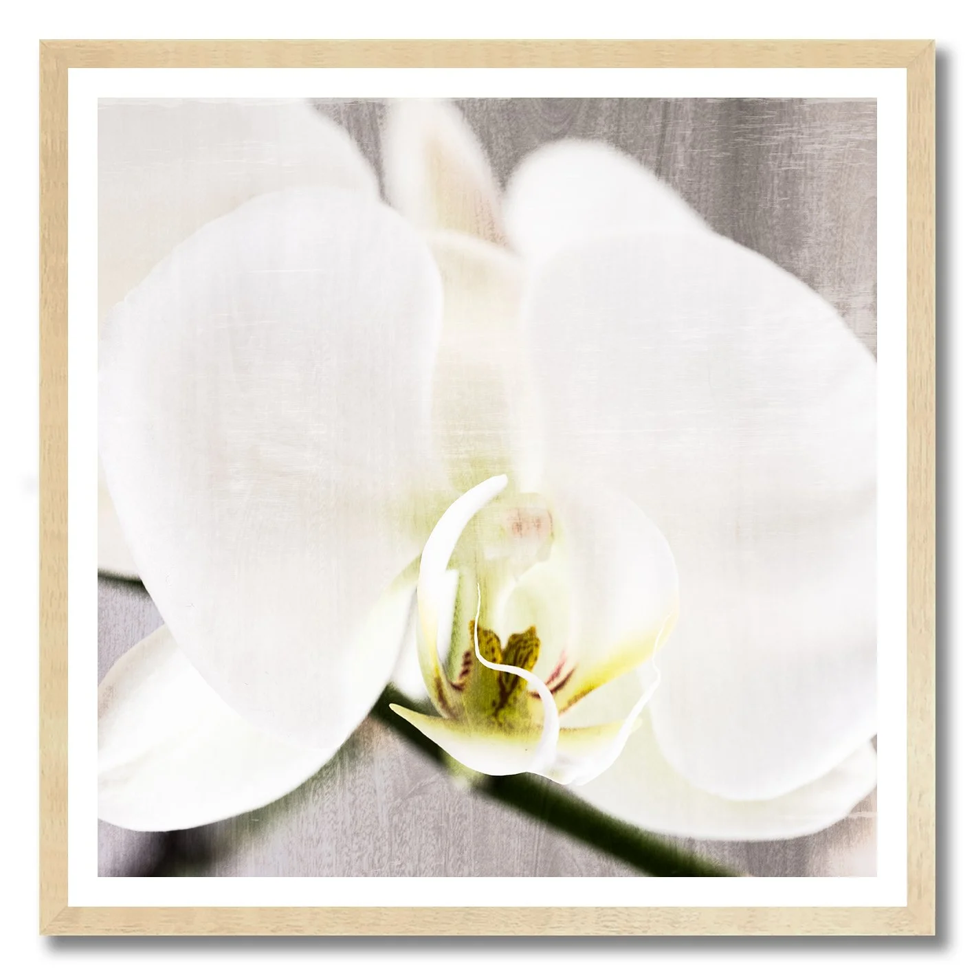 fine art photograph of white orchid flower with soft textured light