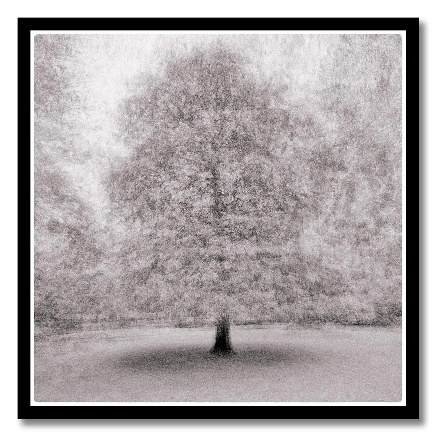 Dreamlike monochrome multiple exposure photograph of a solitary tree created on the Fujifilm X-T5