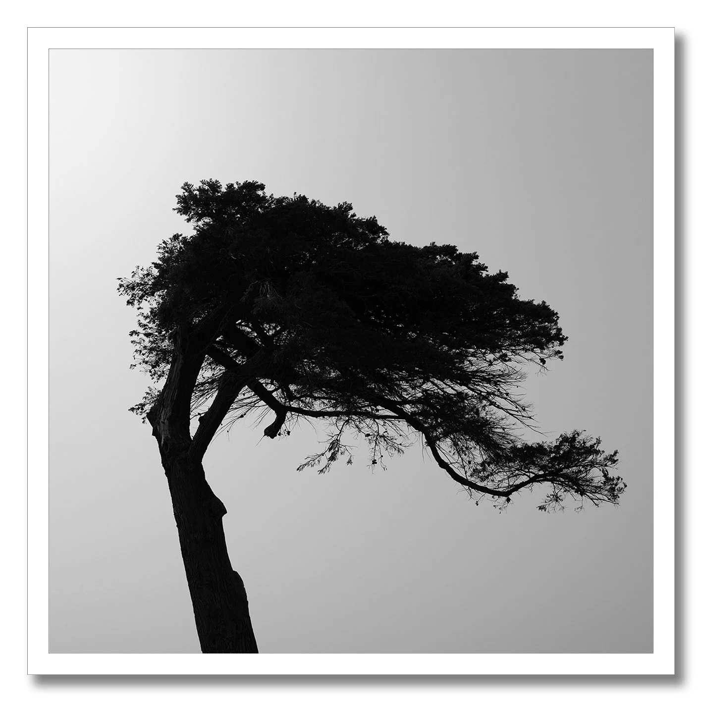 black and white photograph of windswept tree in williamstown haze