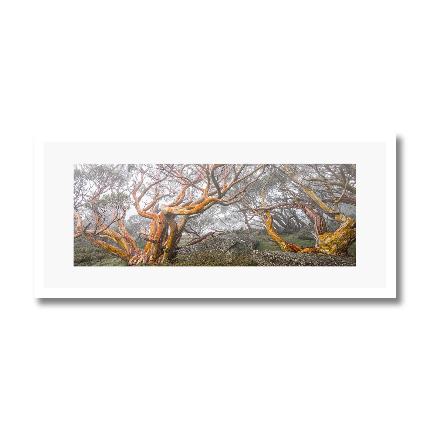 fine art photograph of snow gums in mist along dead horse gap track snowy mountains nsw